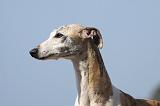 WHIPPET 245